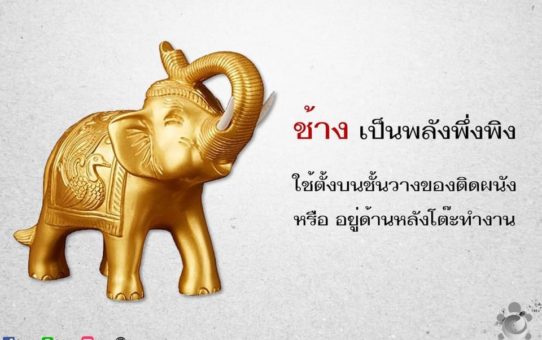 ช้าง