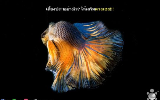 การเลี้ยงปลาเสริมดวงโชคลาภ