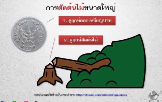 การตัดต้นไม้ขนาดใหญ่